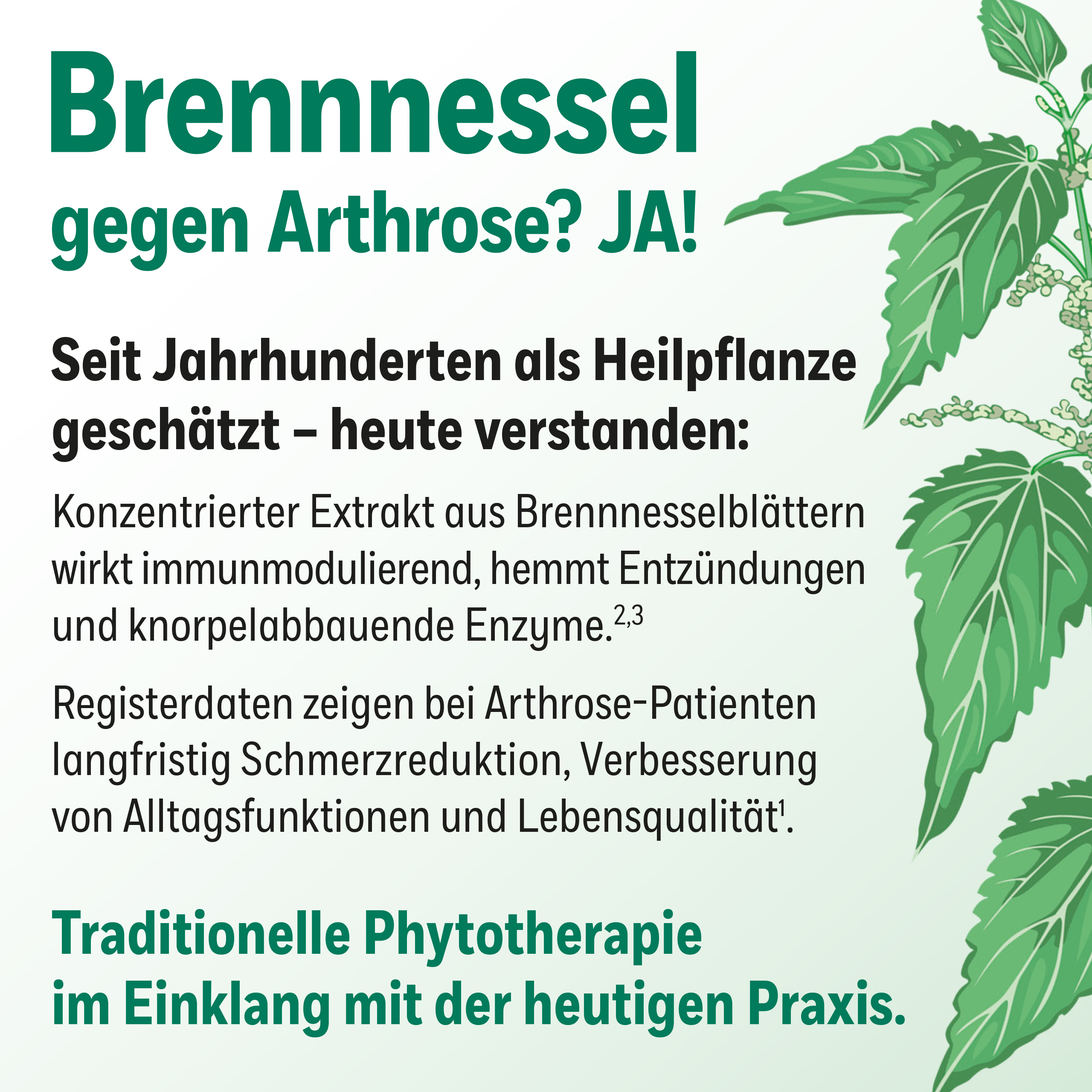 Text mit Brennnessel-Illustration. Informationen über Brennnessel-Extrakt bei Arthrose.